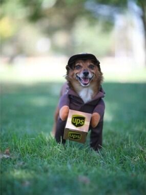 UPS Dog Costume Delivery Driver Outfit Hat & Package Pet Halloween Costume
